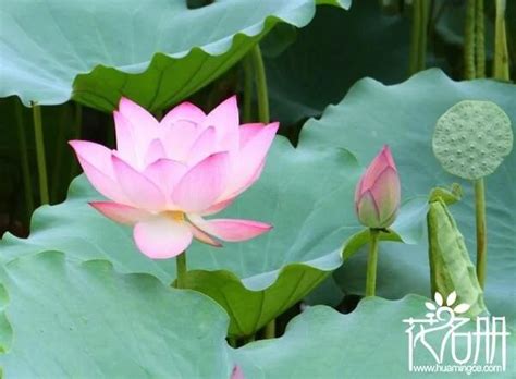 荷花特徵|荷花(蓮花（蓮科水生植物）):植物學史,命名,淵源,形態。